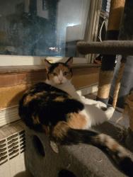 Reunited Female Cat last seen Ave S, Brooklyn, NY 11229