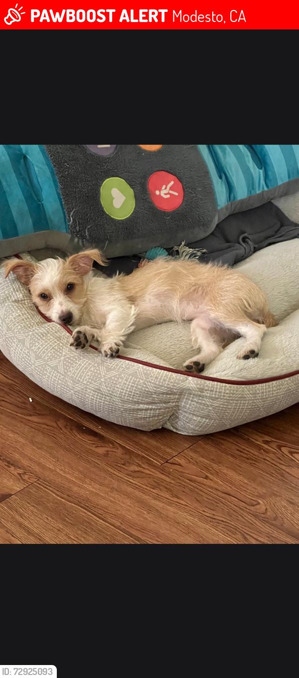 Lost Female Dog last seen Near 4bcheyenne way, Modesto, CA 95356