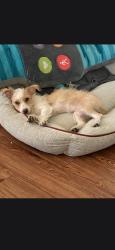 Lost Female Dog last seen Near 4bcheyenne way, Modesto, CA 95356