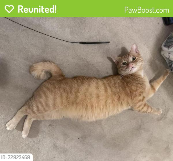 Reunited Male Cat last seen Phyllis and Arlington, San Jose, CA 95129