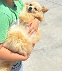 Reunited Male Dog last seen Victorville, Victorville, CA 92392