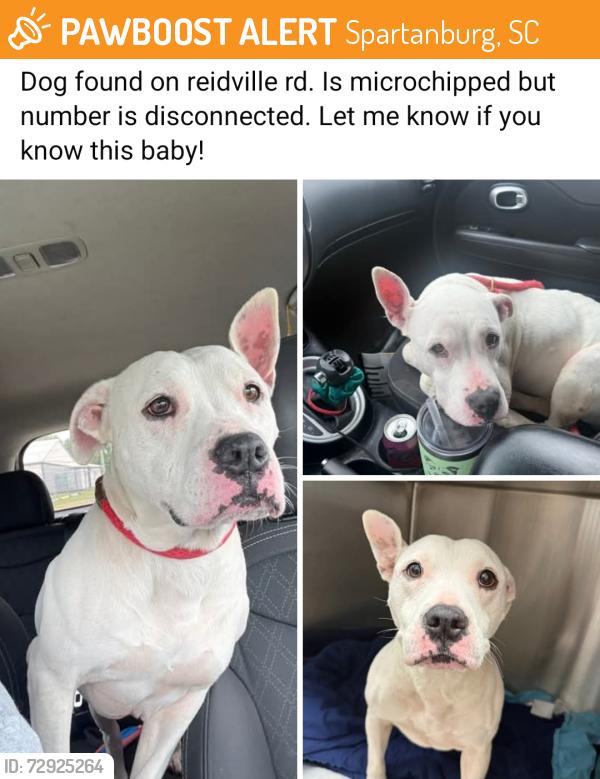 Found/Stray Female Dog last seen Reidville road, Spartanburg, SC 29301