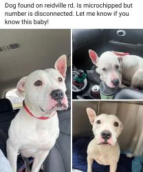 Found/Stray Female Dog last seen Reidville road, Spartanburg, SC 29301