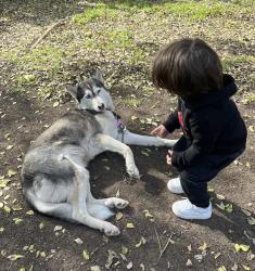 Lost Female Dog last seen El Sendero , San Antonio, TX 78233
