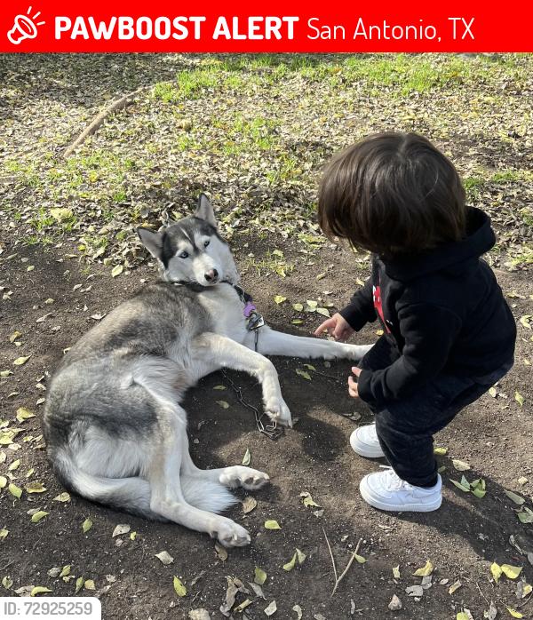 Lost Female Dog last seen El Sendero , San Antonio, TX 78233