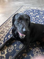 Reunited Male Dog last seen Estrella Ave & El Sereno Ave, Arcadia, CA 91007, USA, Arcadia, CA 91007