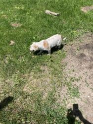 Found/Stray Unknown Dog last seen filmore and mayflower rd, Portage Township, IN 46619