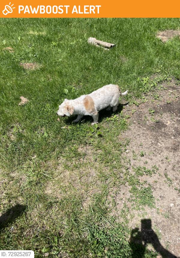 Found/Stray Unknown Dog last seen filmore and mayflower rd, Portage Township, IN 46619