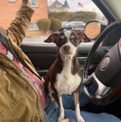 Lost Female Dog last seen Marshall Road & Blanchard, Bridge Street and Swedish Log Cabin near Darby creek. , Drexel Hill, PA 19026