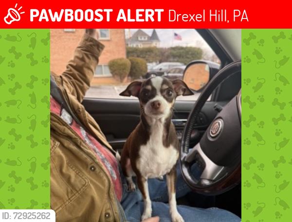 Lost Female Dog last seen Marshall Road & Blanchard, Bridge Street and Swedish Log Cabin near Darby creek. , Drexel Hill, PA 19026