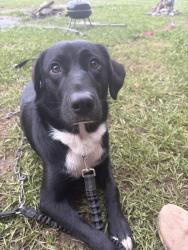 Lost Female Dog last seen Crazy horse camp by the Buffalo , Waynesboro, TN 38485