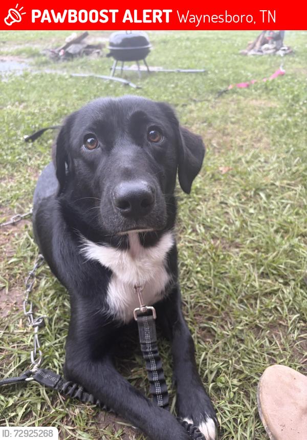 Lost Female Dog last seen Crazy horse camp by the Buffalo , Waynesboro, TN 38485