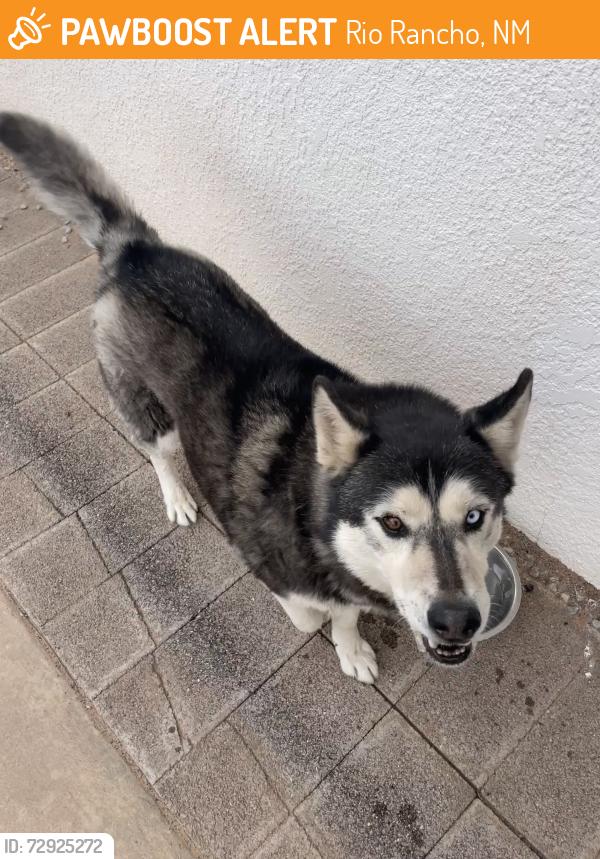 Found/Stray Male Dog last seen Sy Ct NE & Lawrence Dr NE, Rio Rancho, NM 87144
