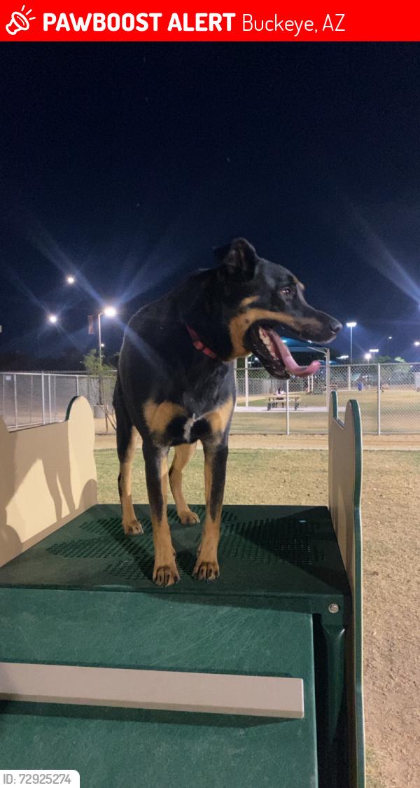 Lost Male Dog last seen 191at ave and culver st, Buckeye, AZ 85326