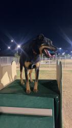 Lost Male Dog last seen 191at ave and culver st, Buckeye, AZ 85326