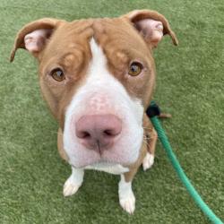 Shelter Stray Female Dog last seen , Philadelphia, PA 19140