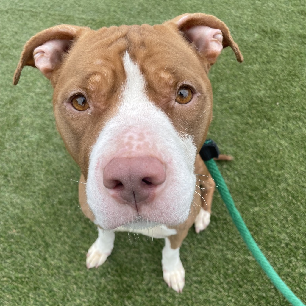 Shelter Stray Female Dog last seen , Philadelphia, PA 19140