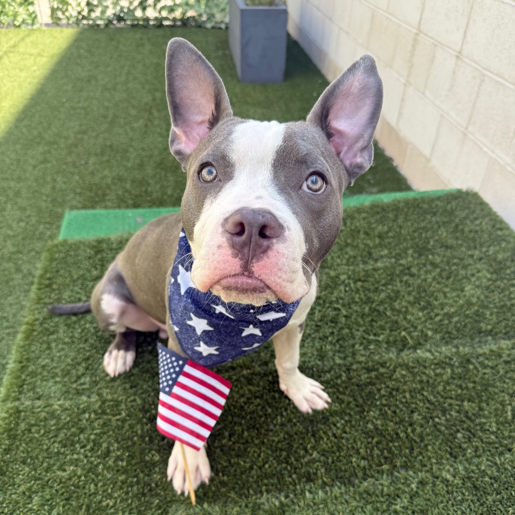 Shelter Stray Male Dog last seen , Los Angeles, CA 90018