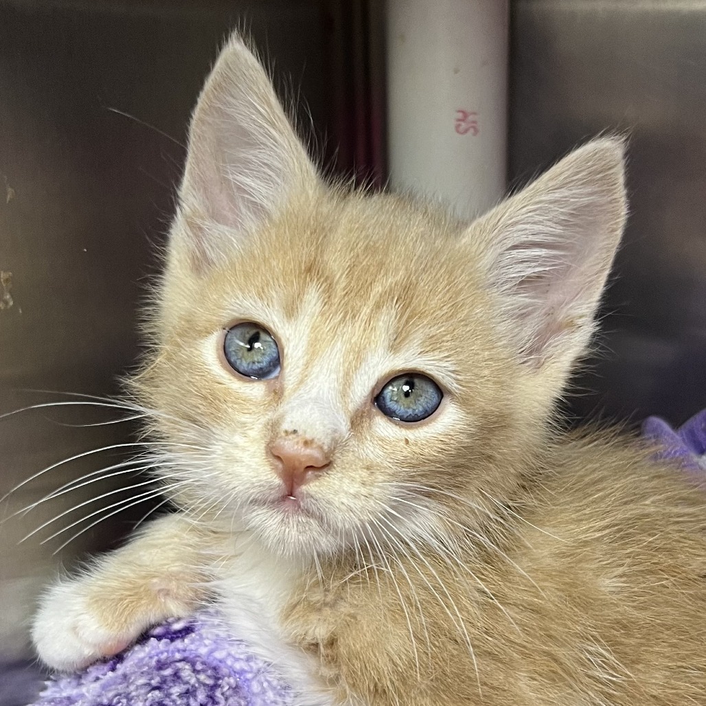 Shelter Stray Male Cat last seen , Palm Springs, CA 92264