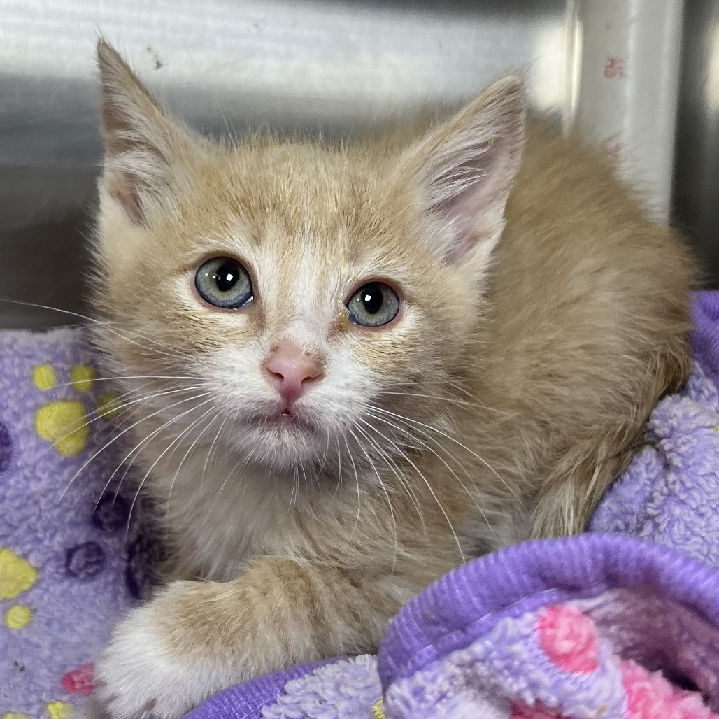 Shelter Stray Male Cat last seen , Palm Springs, CA 92264