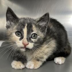 Shelter Stray Female Cat last seen , Palm Springs, CA 92264