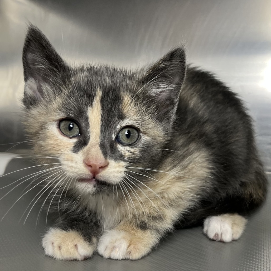 Shelter Stray Female Cat last seen , Palm Springs, CA 92264