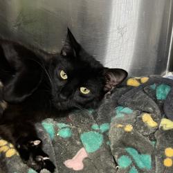Shelter Stray Female Cat last seen , Palm Springs, CA 92264