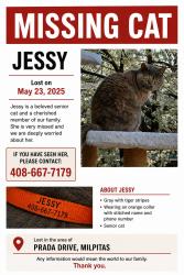 Reunited Female Cat last seen Near Prada drive Milpitas , Milpitas, CA 95035