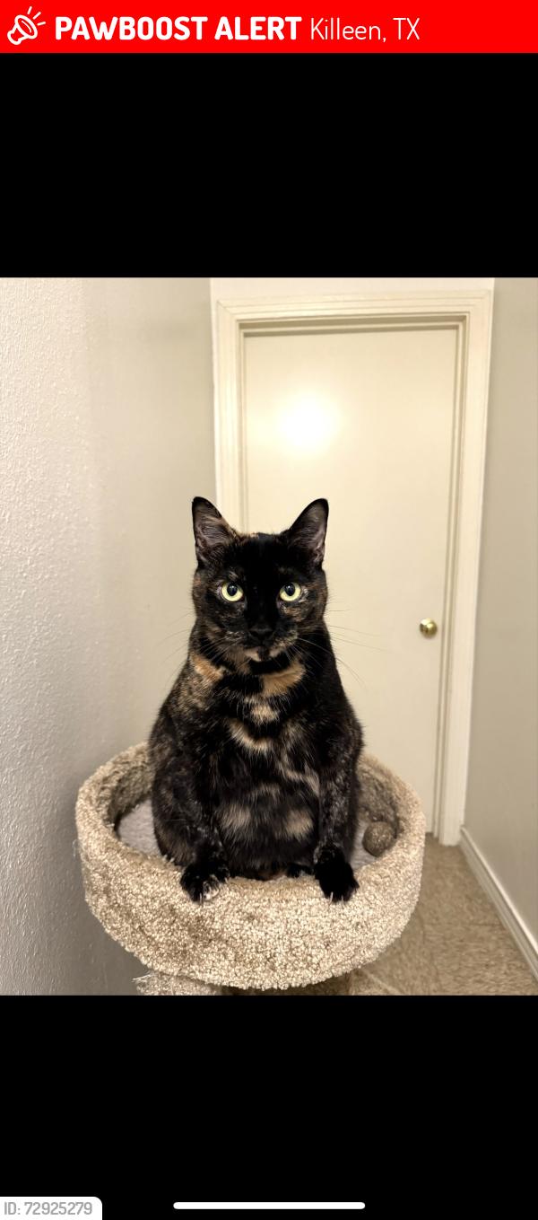 Lost Female Cat last seen Victory Ranch Neighborhood , Killeen, TX 76549