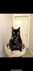 Lost Female Cat last seen Victory Ranch Neighborhood , Killeen, TX 76549