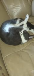 Lost Male Cat last seen Near woodland Blvd, 33907, Fort Myers, FL 33907