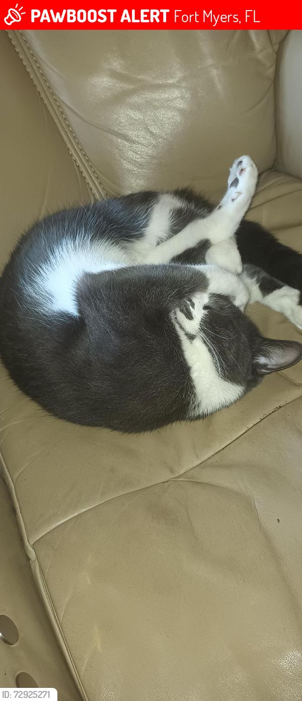 Lost Male Cat last seen Near woodland Blvd, 33907, Fort Myers, FL 33907