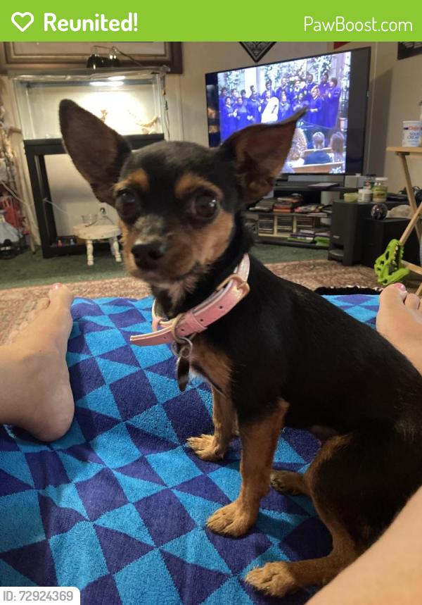 Reunited Female Dog last seen Baywood Road, Fayetteville, NC 28312