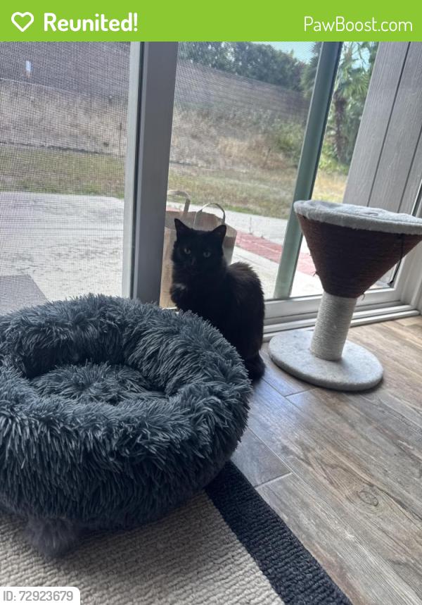 Reunited Female Cat last seen Paseo vereda and Calle caminata , Lake Forest, CA 92630