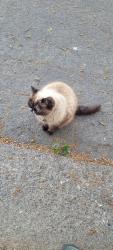 Lost Female Cat last seen Tempo Park, Orangevale, CA 95662