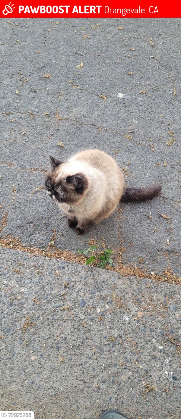 Lost Female Cat last seen Tempo Park, Orangevale, CA 95662