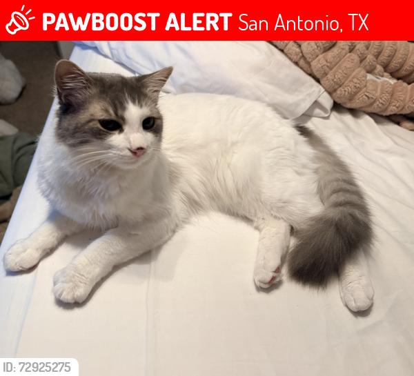 Lost Male Cat last seen Hidden glen woods, San Antonio, TX 78249