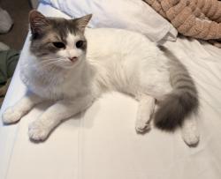 Lost Male Cat last seen Hidden glen woods, San Antonio, TX 78249