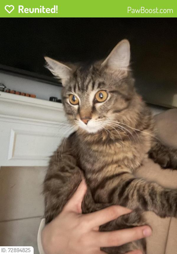 Reunited Male Cat last seen The forest neighborhood , Atascocita, TX 77346