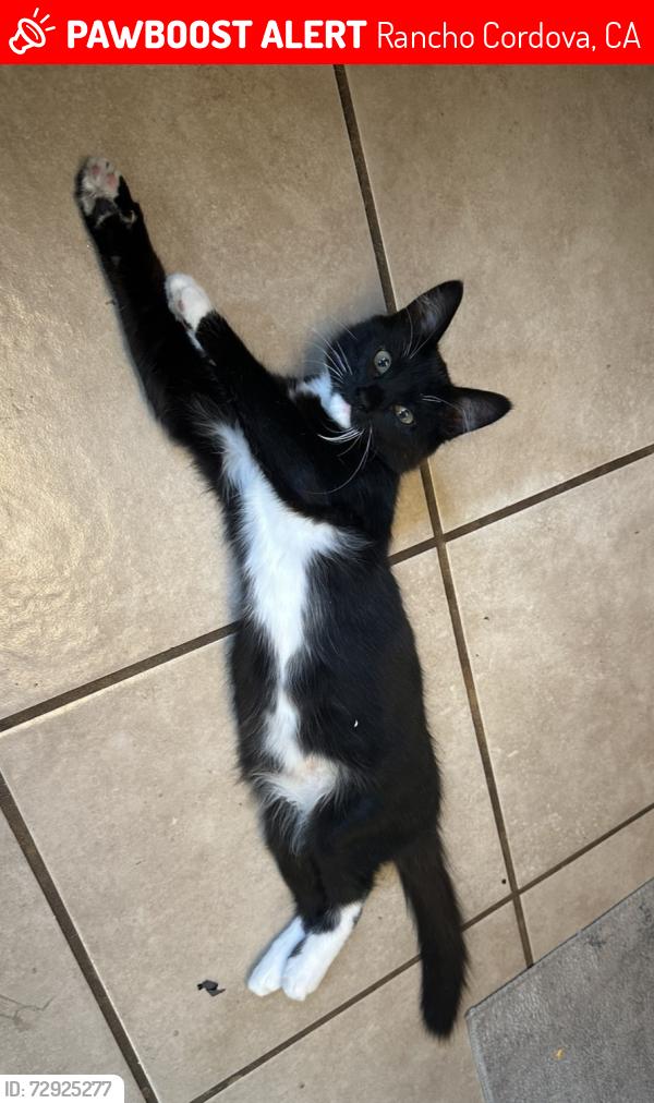 Lost Female Cat last seen Coloma Rd & Cordova Ln, Rancho Cordova, CA 95670
