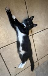 Lost Female Cat last seen Coloma Rd & Cordova Ln, Rancho Cordova, CA 95670