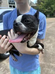 Found/Stray Male Dog last seen Saratoga farms, Edmond, OK 73003