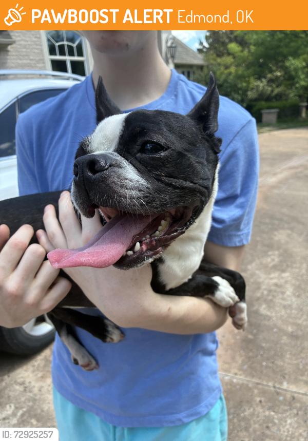 Found/Stray Male Dog last seen Saratoga farms, Edmond, OK 73003