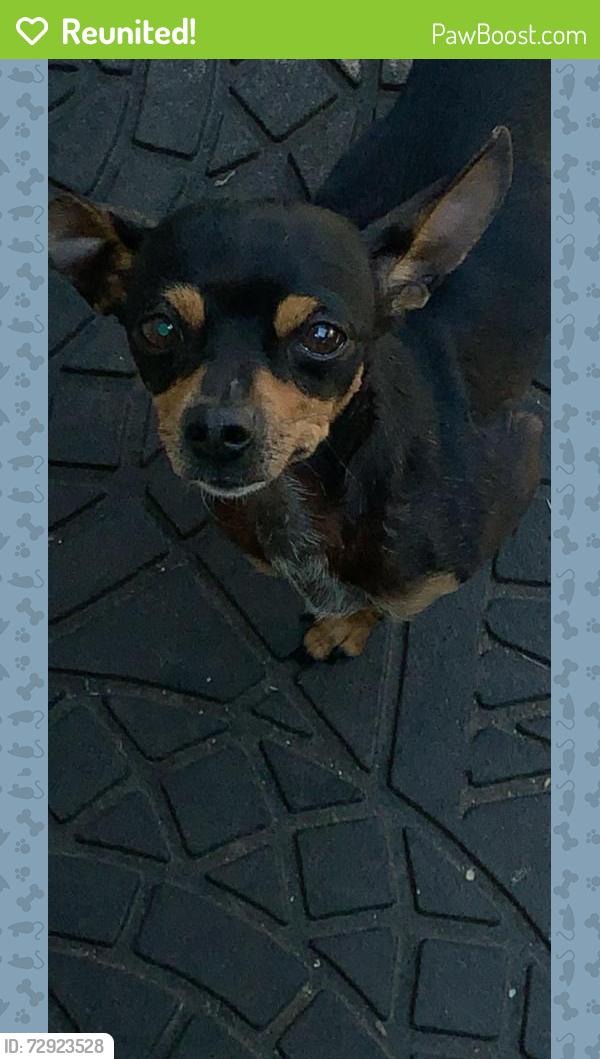 Reunited Female Dog last seen Bristol & Willits, Santa Ana, CA 92703