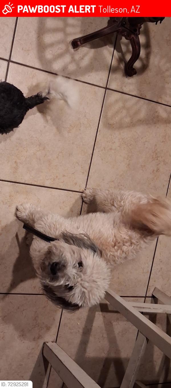 Lost Male Dog last seen 103rd ave and lower buckeye , Tolleson, AZ 85353