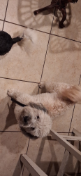 Lost Male Dog last seen 103rd ave and lower buckeye , Tolleson, AZ 85353