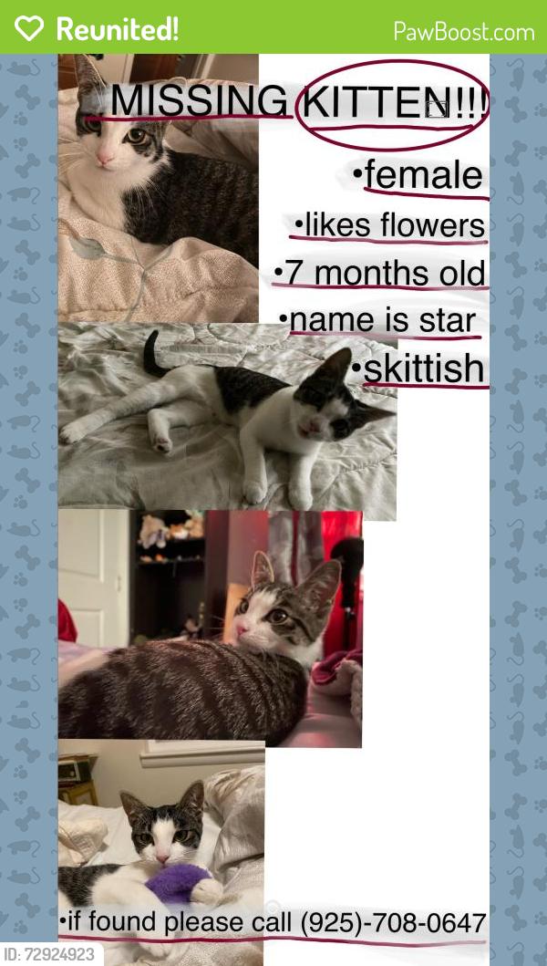 Reunited Female Cat last seen Del Este , Lafayette, CA 94523