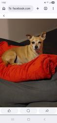 Lost Male Dog last seen 64th avenue beardsley, Glendale, AZ 85308
