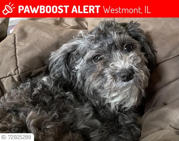 Lost Female Dog last seen Cass Ave. & Ogden Ave. Liberty Park Subdivision , Westmont, IL 60559