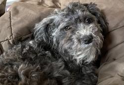Lost Female Dog last seen Cass Ave. & Ogden Ave. Liberty Park Subdivision , Westmont, IL 60559